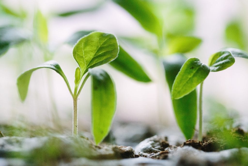 Gingermood - Blog - growth mindset
